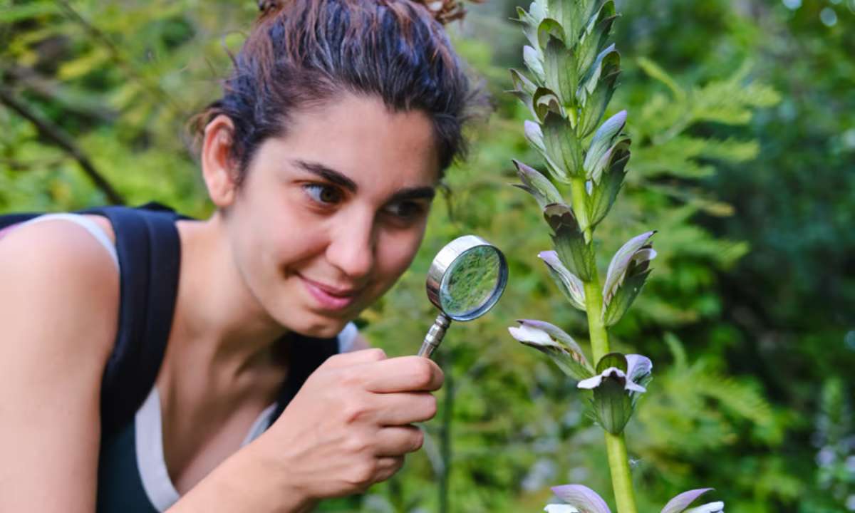 Identifier plantes sauvages